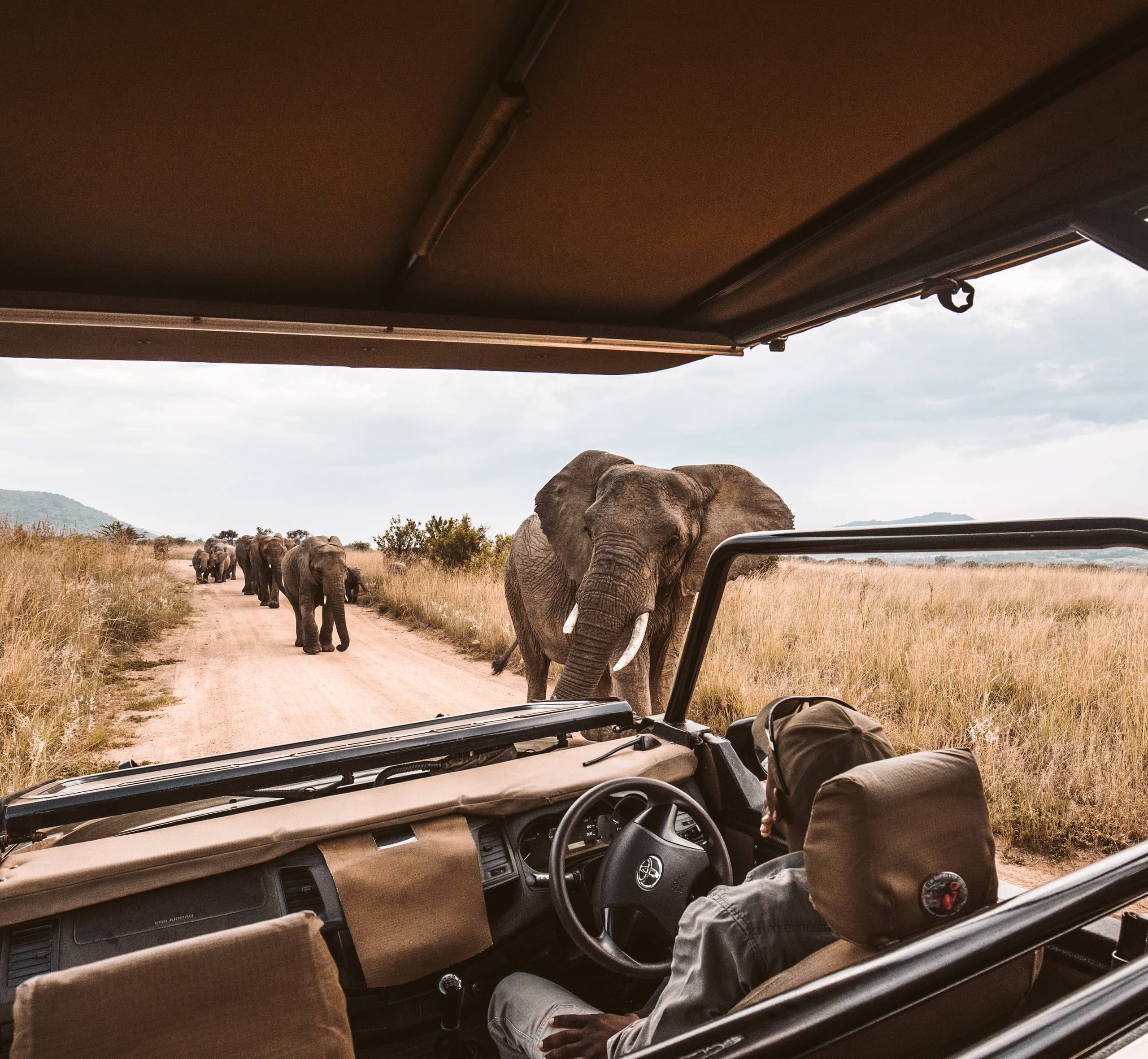 südafrika reise-safari