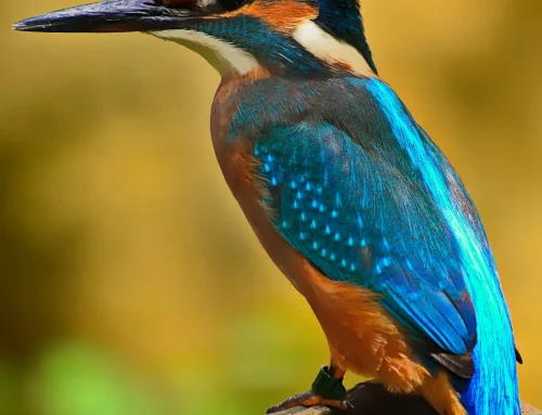 Vogelsafari Tansania